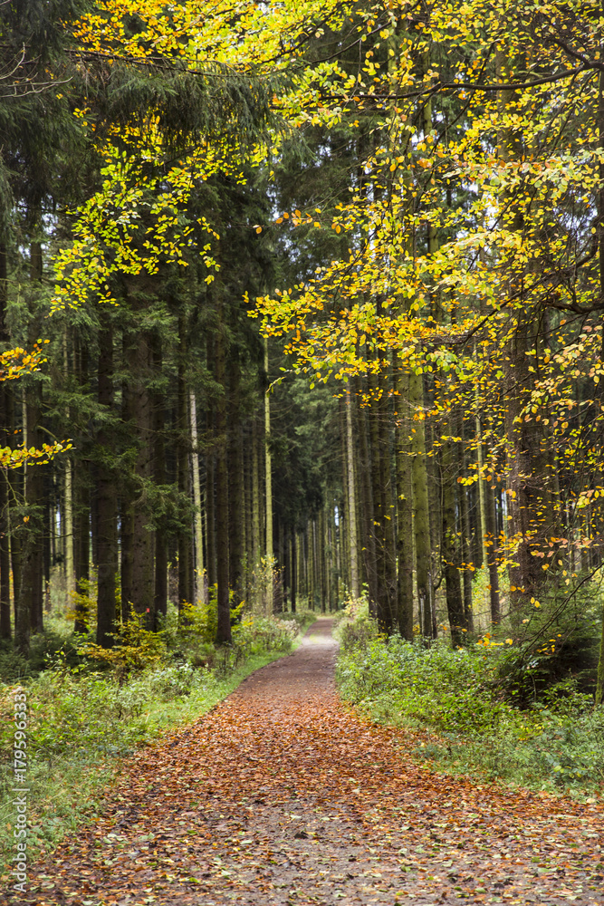 Naklejka premium Waldweg