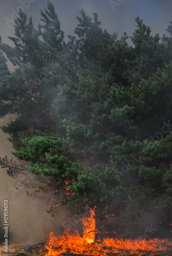  wildfire, burning pine forest . © Lumppini
