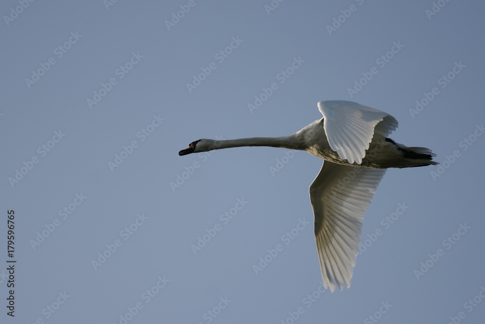 cygne cygne