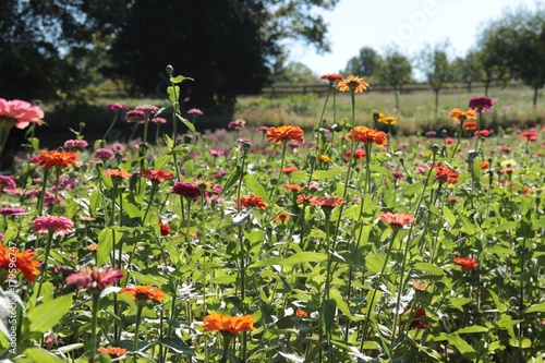 zinnia field