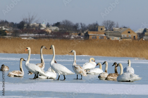 Swan, a group of birds on ice photo