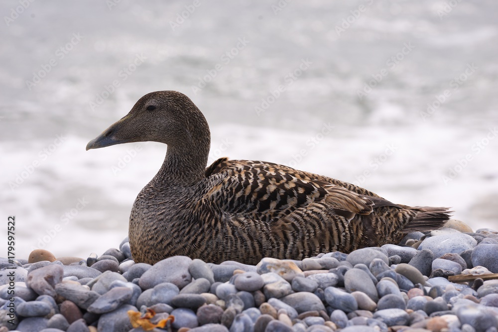 Closeup portrait of the female of Eider duck sitting just on the water line on the pebble beach of the coast of Nord sea on the Helgoland island during the spring time. Wilderness nature and beautiful Closeup portrait of the female of Eider duck sitting just on the water line on the pebble beach of the coast of Nord sea on the Helgoland island during the spring time. Wilderness nature and beautiful
