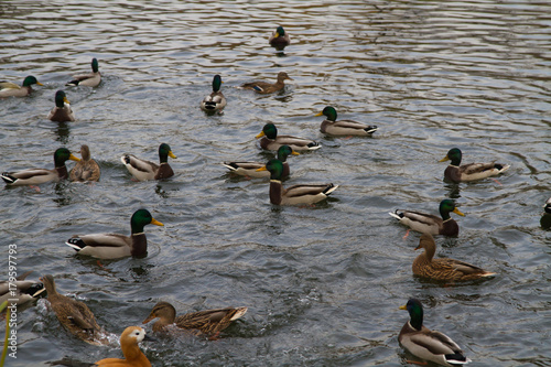Mallard duck swims in the lake or river lot. photo