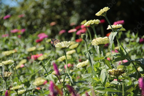 zinnias 