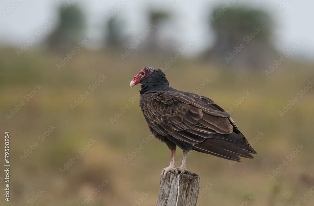 Turkey Vulture on post