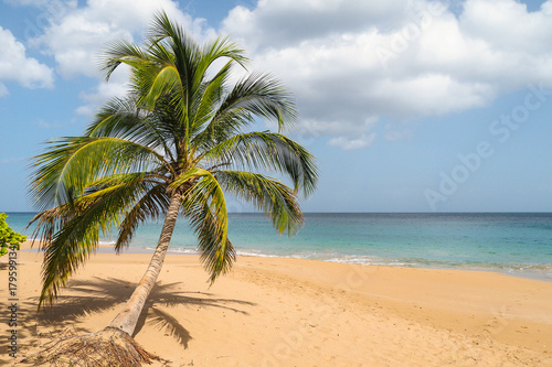 Fototapeta Naklejka Na Ścianę i Meble -  Palm on La Perle Beach, Guadeloupe