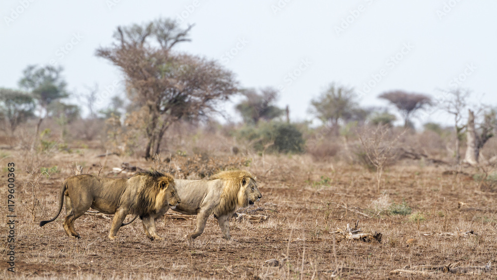 Fototapeta premium African lion in Kruger National park, South Africa