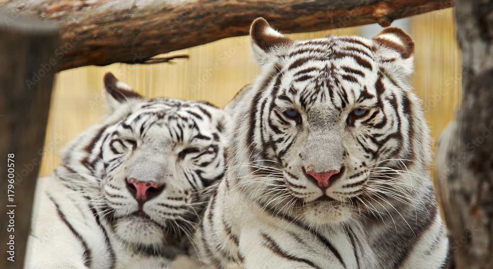 Fototapeta premium Two white tigers rest together