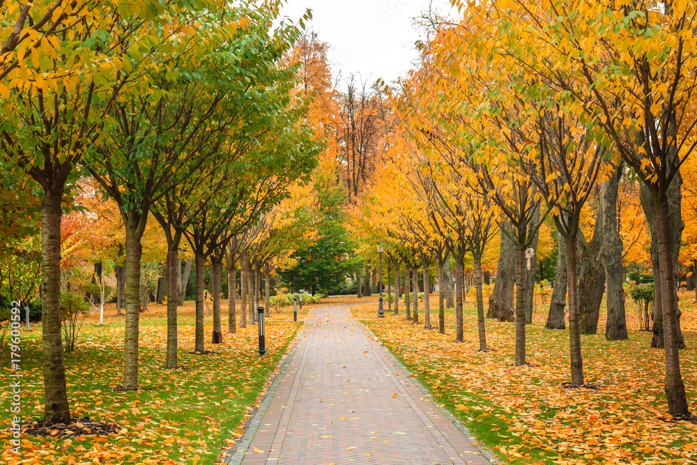 Beautiful alley in autumn park