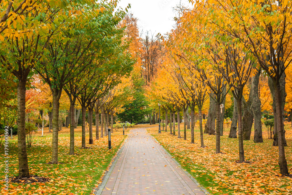 Naklejka premium Beautiful alley in autumn park