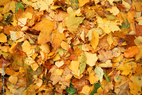 Colorful autumn leaves as background