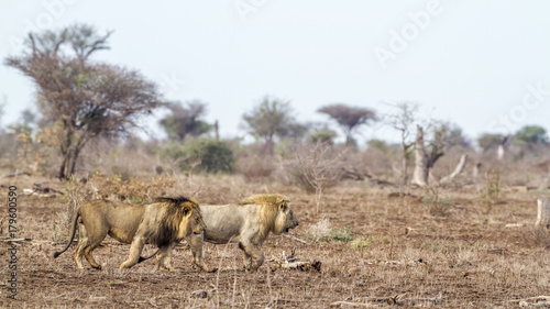 African lion in Kruger National park, South Africa © PACO COMO