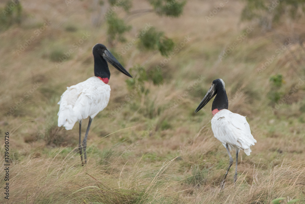 Fototapeta premium Storks Walking