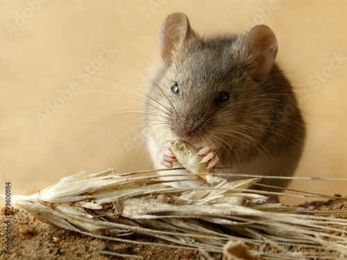 Closeup small  vole mouse eats  grain of rye  near spikelet of rye on the field. Concept of fight with rodents.