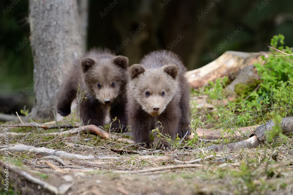 Young brown bear in the forest
