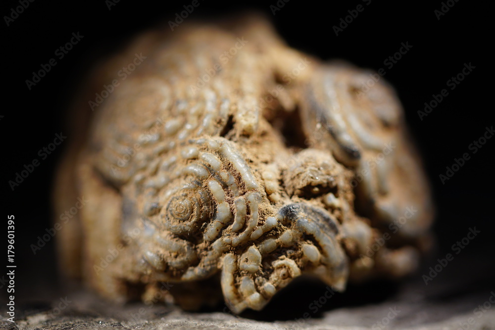 Fossile Tierkolonie in Close-Up-Ansicht Fossile Tierkolonie in Close-Up-Ansicht
