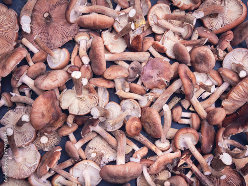 Background of fresh mushrooms