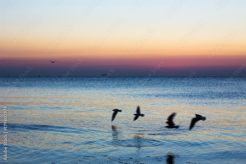 Autumn seascape at dawn. Flock of seagulls flying over blue sea. Silhouette of birds in flight. Beautiful morning colors