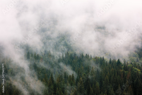 Summer mountain landscape. Green forest under white clouds after rain. Traveling in Carpathians, Ukraine