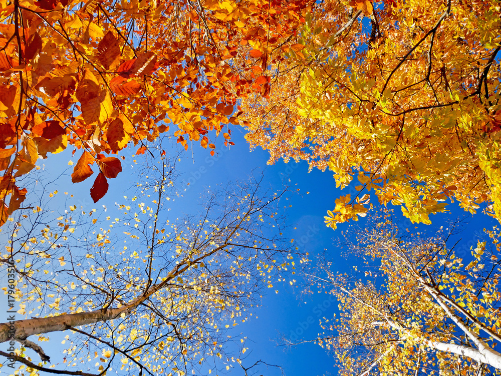 紅葉と青空