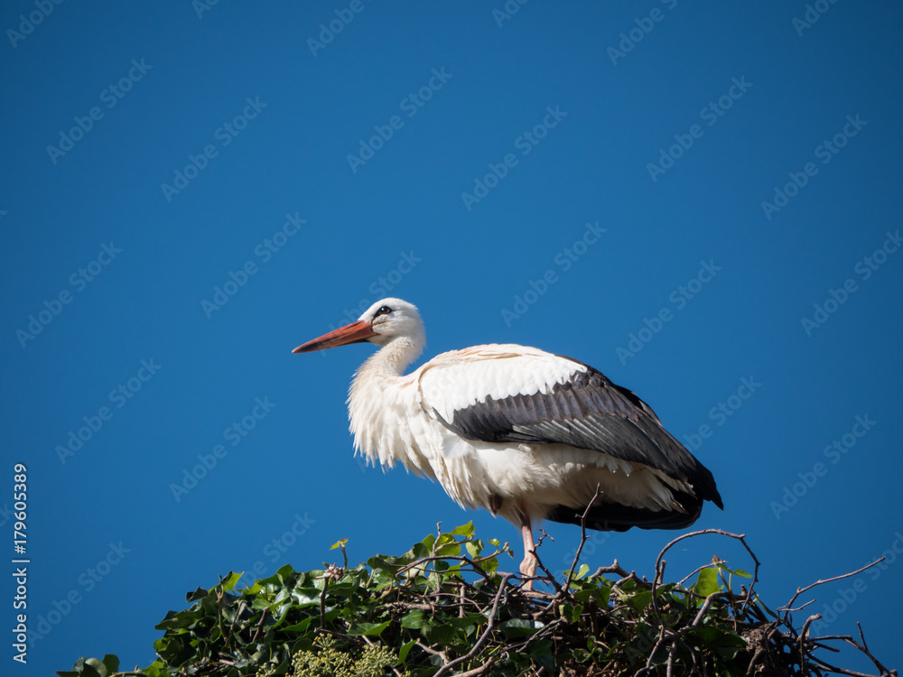 Fototapeta premium Storch im Nest nah
