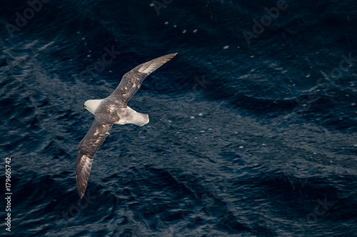 Flying Northern Fulmar in Atlantic ocean, following a boat
