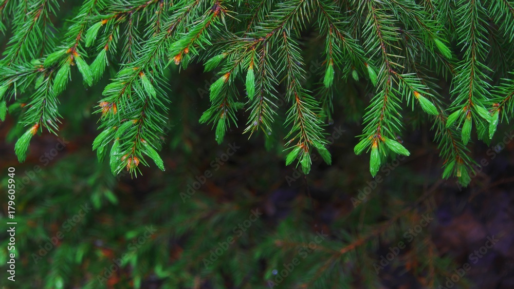 focus of fir-tree branches with young green shoots with drops of dew on the needles in forest focus of fir-tree branches with young green shoots with drops of dew on the needles in forest