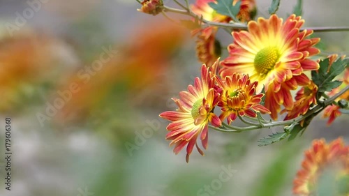Autumn flowers in the city park