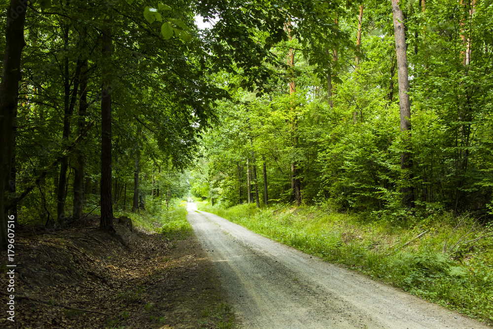 Obraz premium Road in the woods