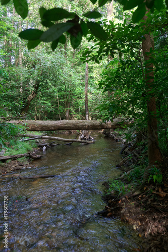 Au milieu de la for  t amazonienne  la crique Coco  Montsin  ry-Tonnegrande en Guyane fran  aise