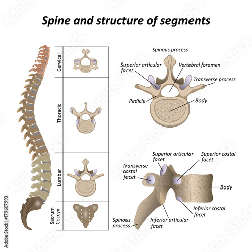 Medical diagram of a human spine with the name and description of all sections and segments of the vertebrae. Vector illustration. photo