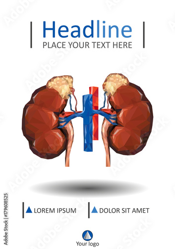 Cover template with Human low poly kidneys with vein and aorta, suprarenal adrenal gland.