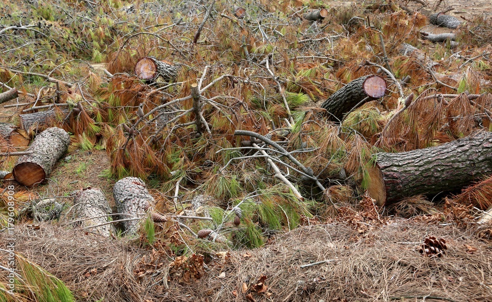 trees fell after the passage of the powerful tornado