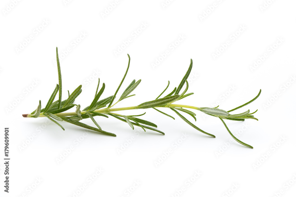 Rosemary isolated on white background, Top view. Rosemary isolated on white background, Top view.