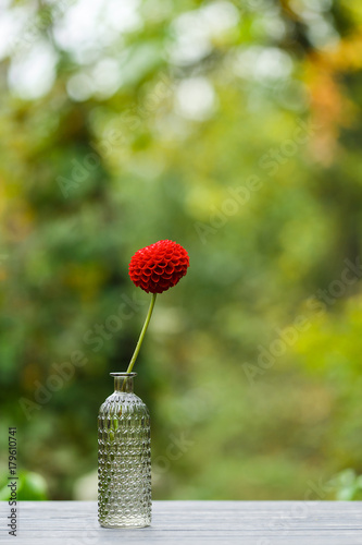 Fototapeta Naklejka Na Ścianę i Meble -  Dahlia in a glass vase