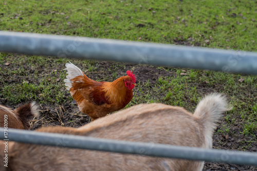 Obraz na płótnie Chicken walk in farm w salonie