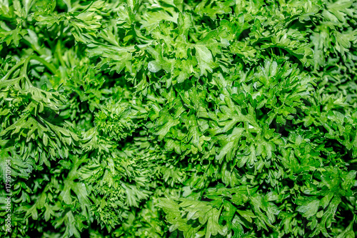 Curly Parsley as a background