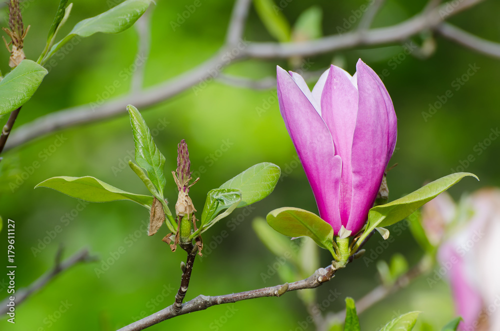 Blossoming of pink magnolia flowers in spring time, floral seasonal background