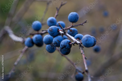 Prunus spinosa, or blackthorn bush