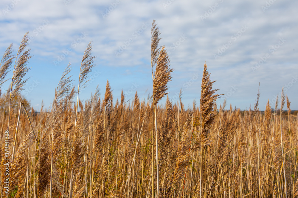 uncultivated agriculture field with wild plants uncultivated agriculture field with wild plants
