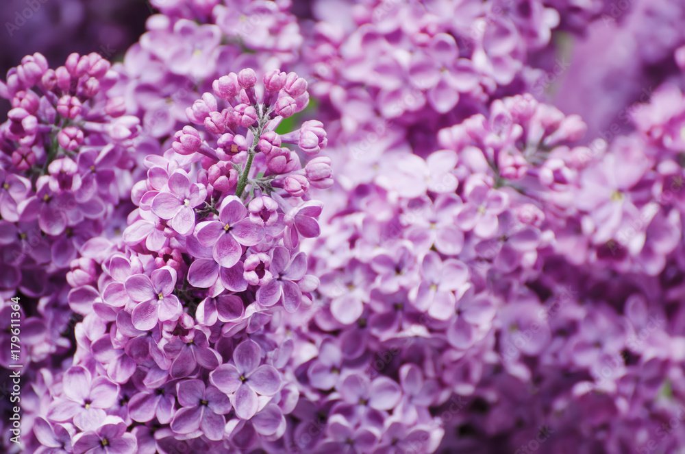 Macro image of spring soft violet lilac flowers, natural seasonal floral background. Can be used as holiday card with copy space. Macro image of spring soft violet lilac flowers, natural seasonal floral background. Can be used as holiday card with copy space.