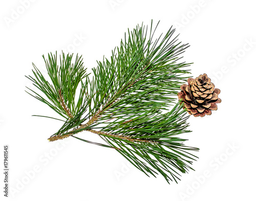 Pine branch with cones on white background