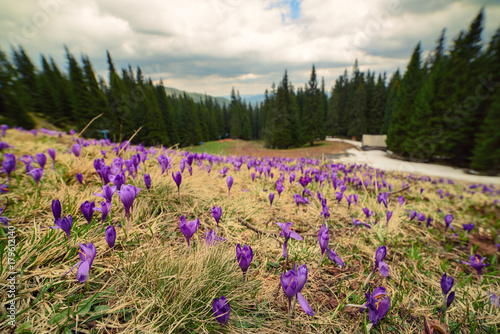 Spring mountain landscape with violet crocuses blooming on the meadow. Green forest and clouds are on background