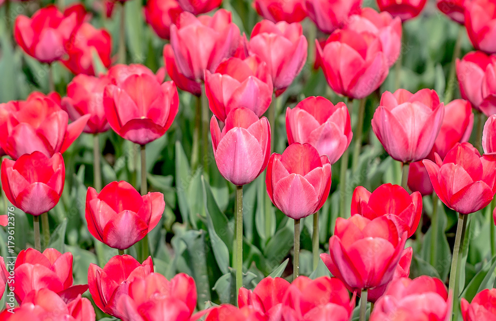 Tulips on a flower bed as a background for design Tulips on a flower bed as a background for design