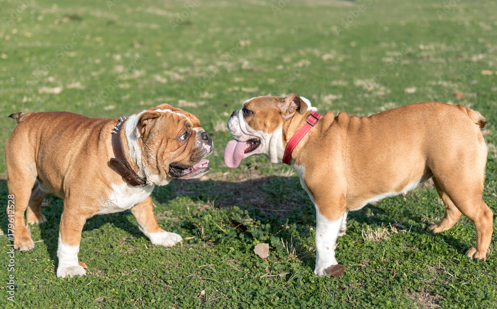 Playful couple of English bulldogs in the park