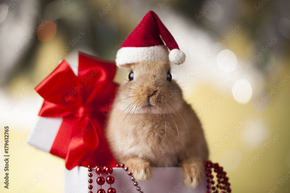 Fototapeta premium Świąteczny króliczek świąteczny w pudełku prezentowym