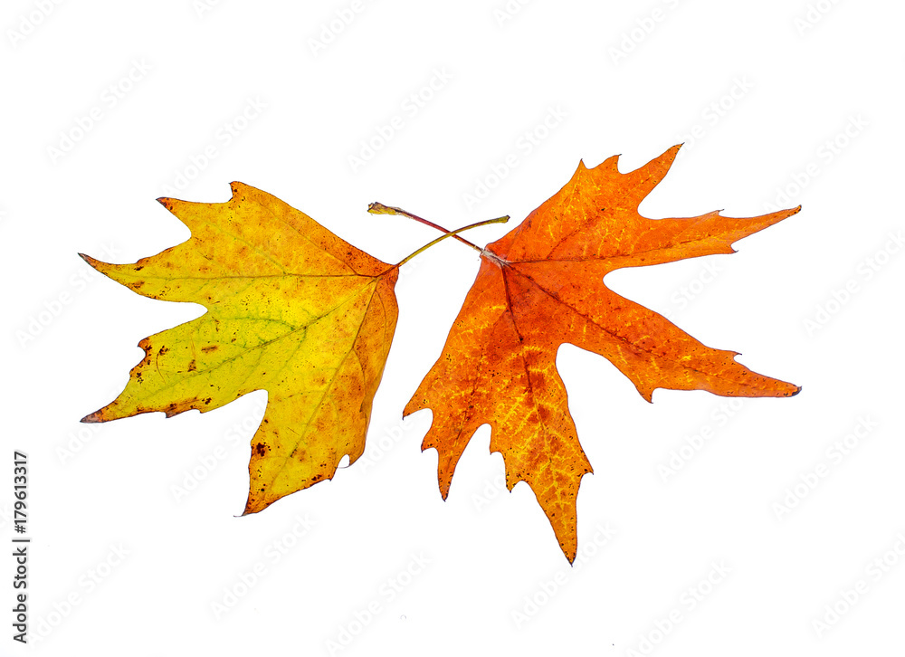 Fototapeta premium Yellow leaves on a white background for design