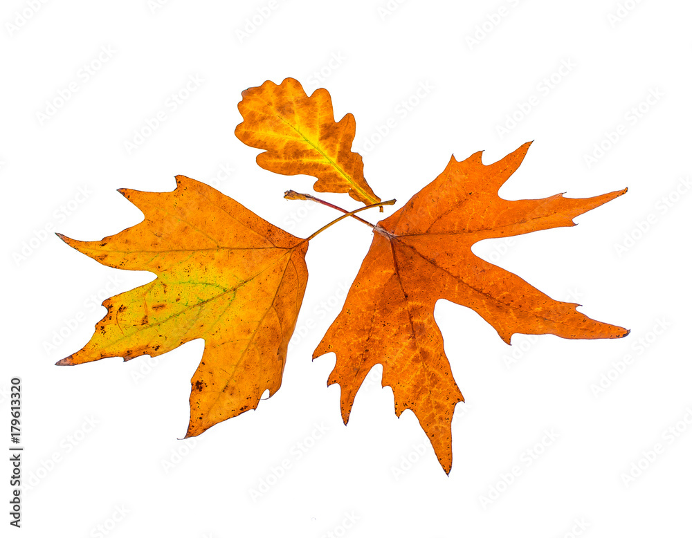 Fototapeta premium Yellow leaves on a white background for design