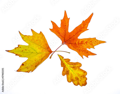 Yellow leaves on a white background for design