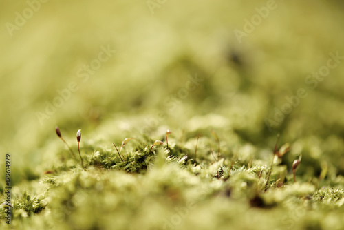 Green moss macro natural background with buds in the spring forest, seasonal new life eco concept © Roxana